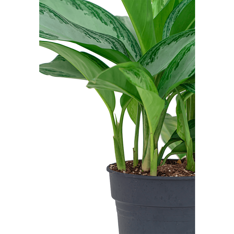 Aglaonema Silver Bay in Elho Pure Soft antraciet