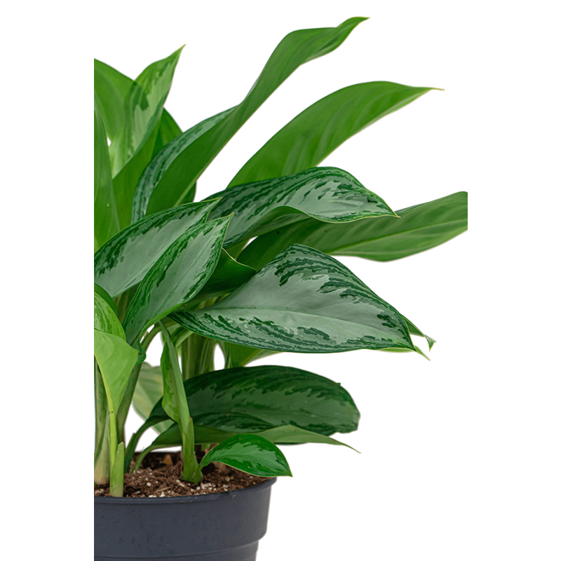 Aglaonema Silver Bay in watergevende Rondo wit