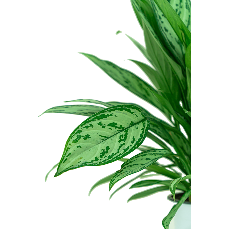 Aglaonema Silver Queen