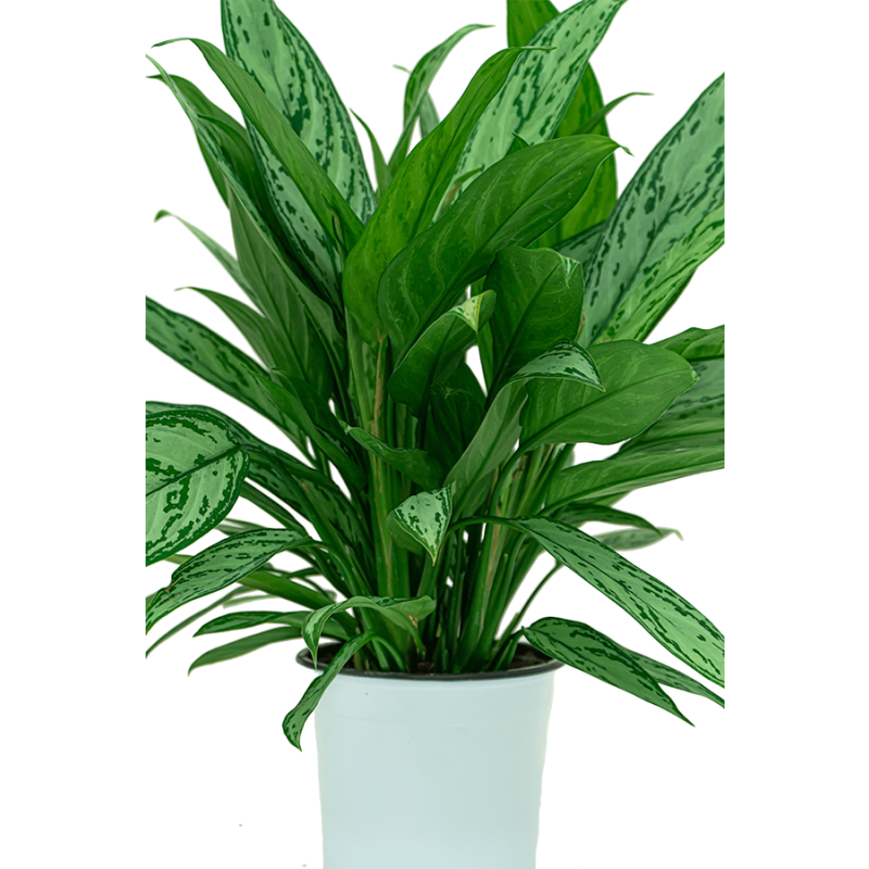 Aglaonema Silver Queen