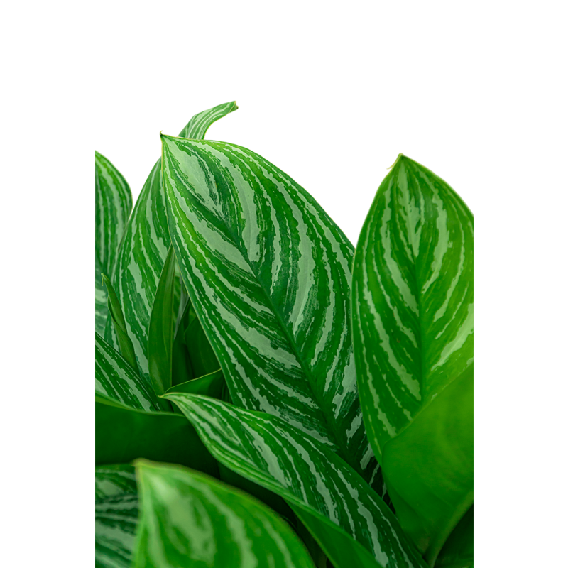 Aglaonema Stripes in Elho Pure Soft hoog antraciet