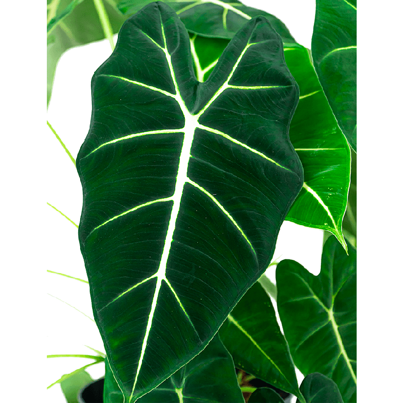 Alocasia Frydek