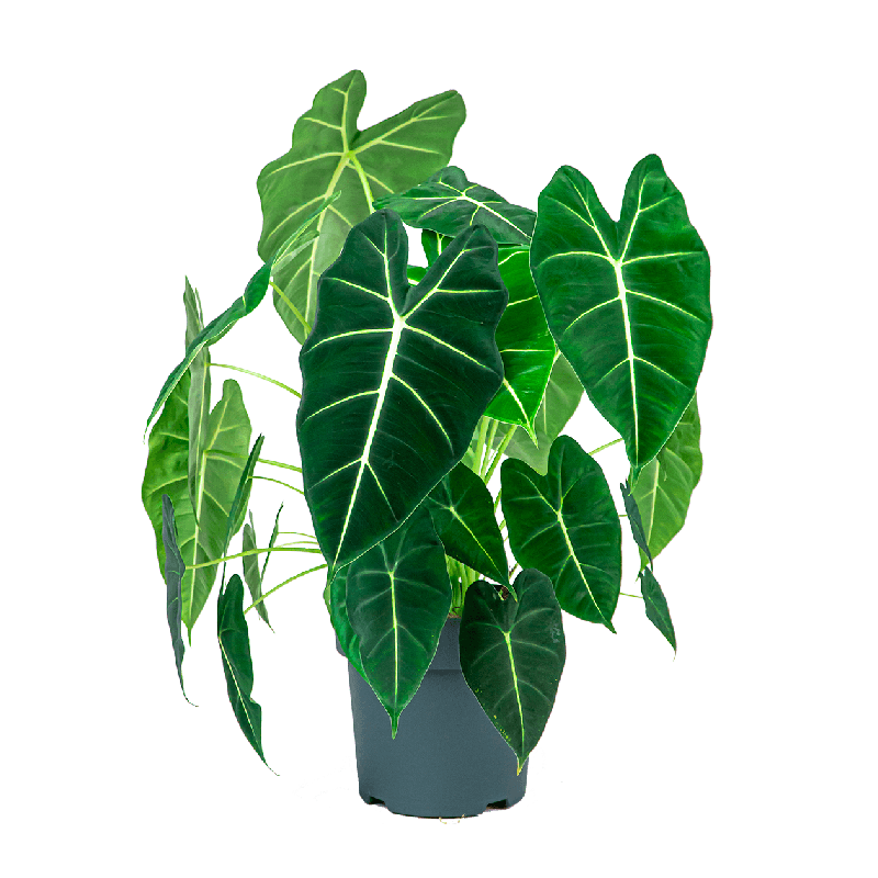 Alocasia Frydek