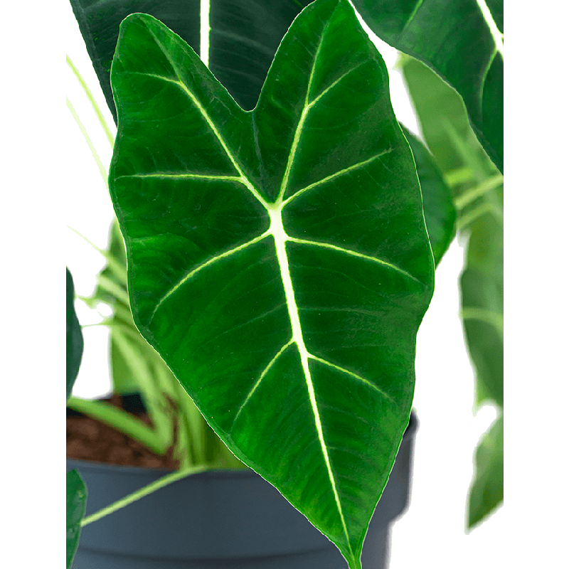 Alocasia Frydek