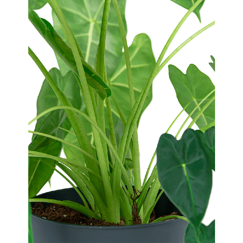 Alocasia Frydek