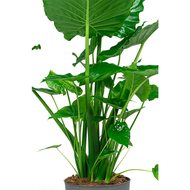 Alocasia Portodora