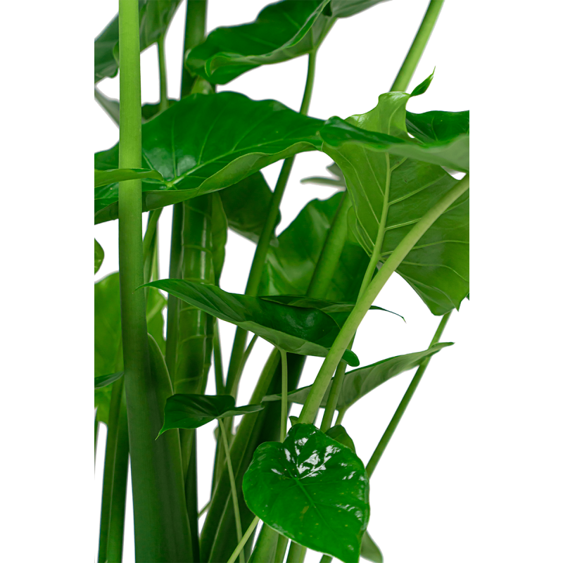 Alocasia Portodora