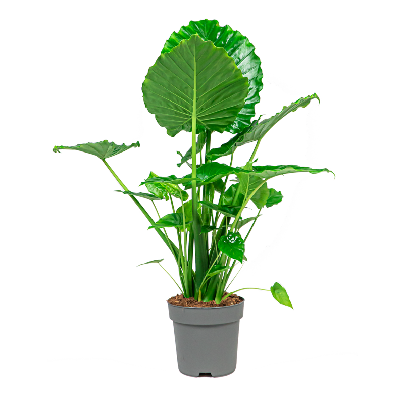 Alocasia Portodora