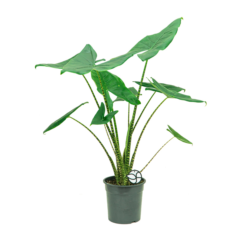 Alocasia Zebrina