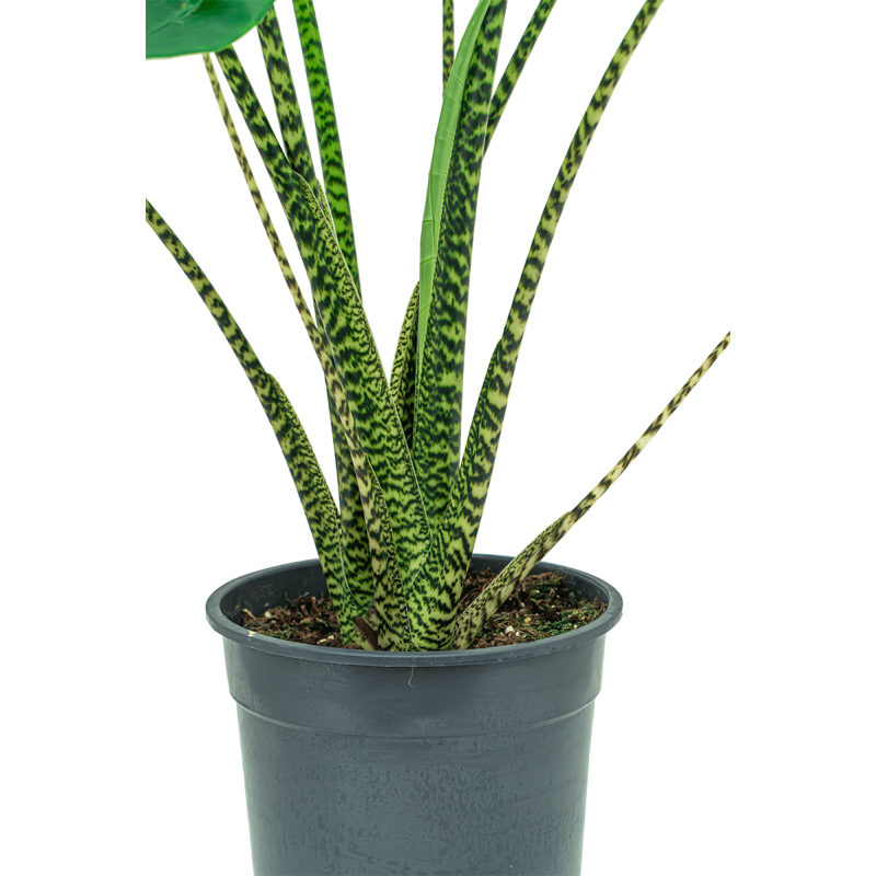 Alocasia Zebrina