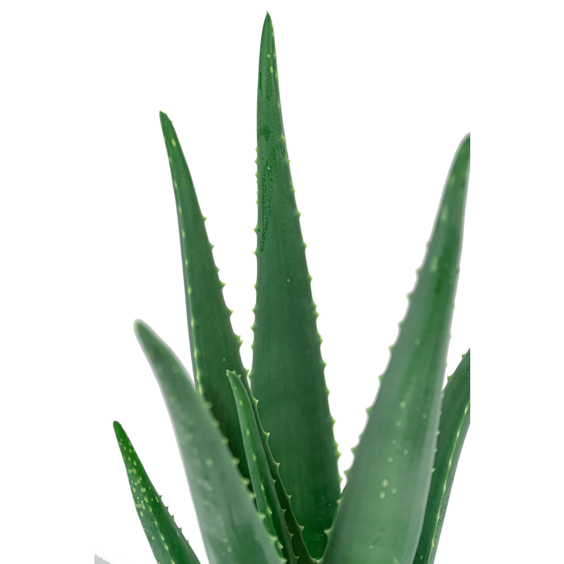 Aloë Vera