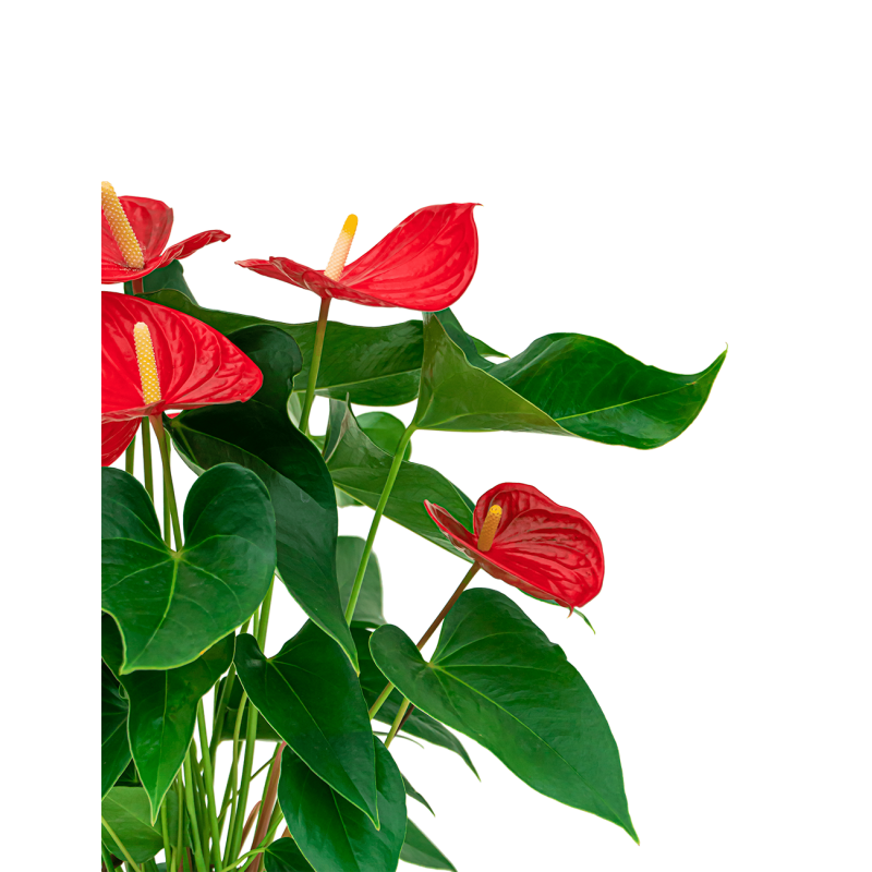 Anthurium rood in watergevende Delta antraciet