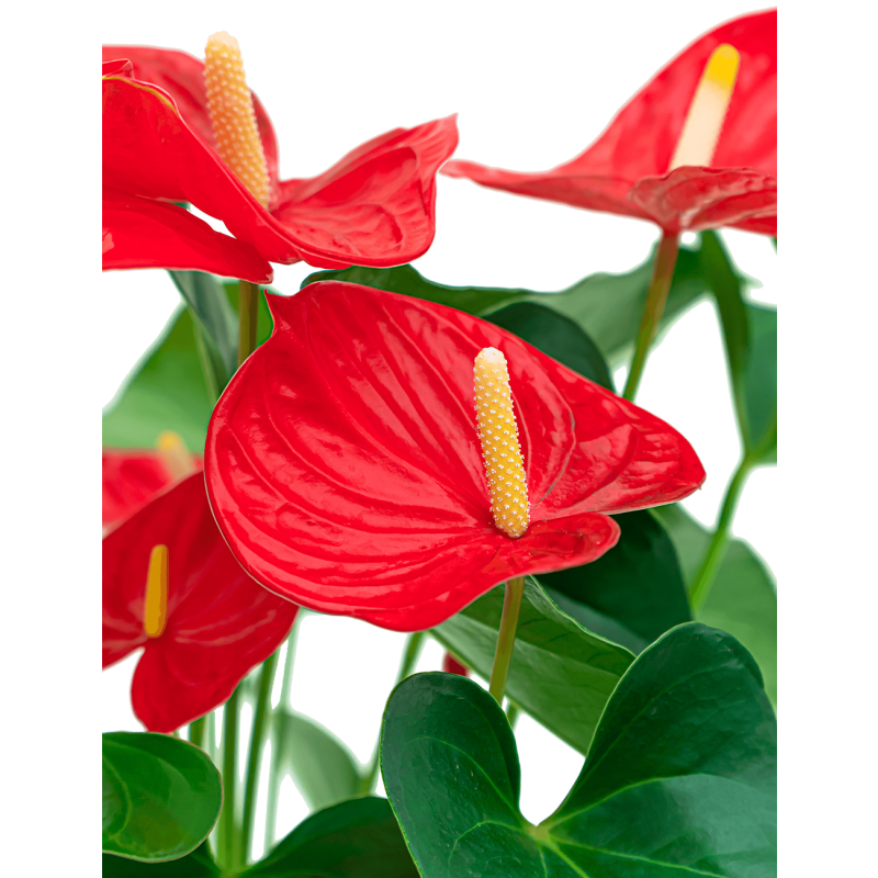 Anthurium rood in watergevende Classico zilver