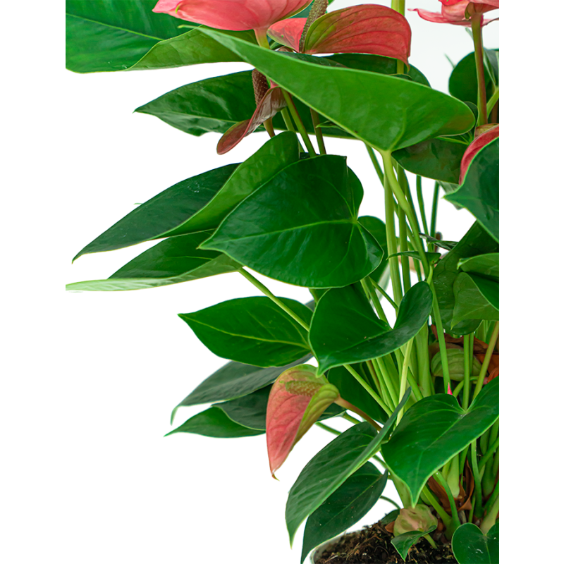 Anthurium roze