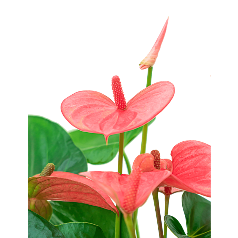 Anthurium roze in vaas Majestic