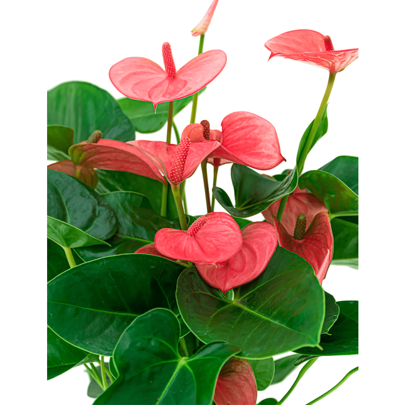 Anthurium roze in vaas Majestic