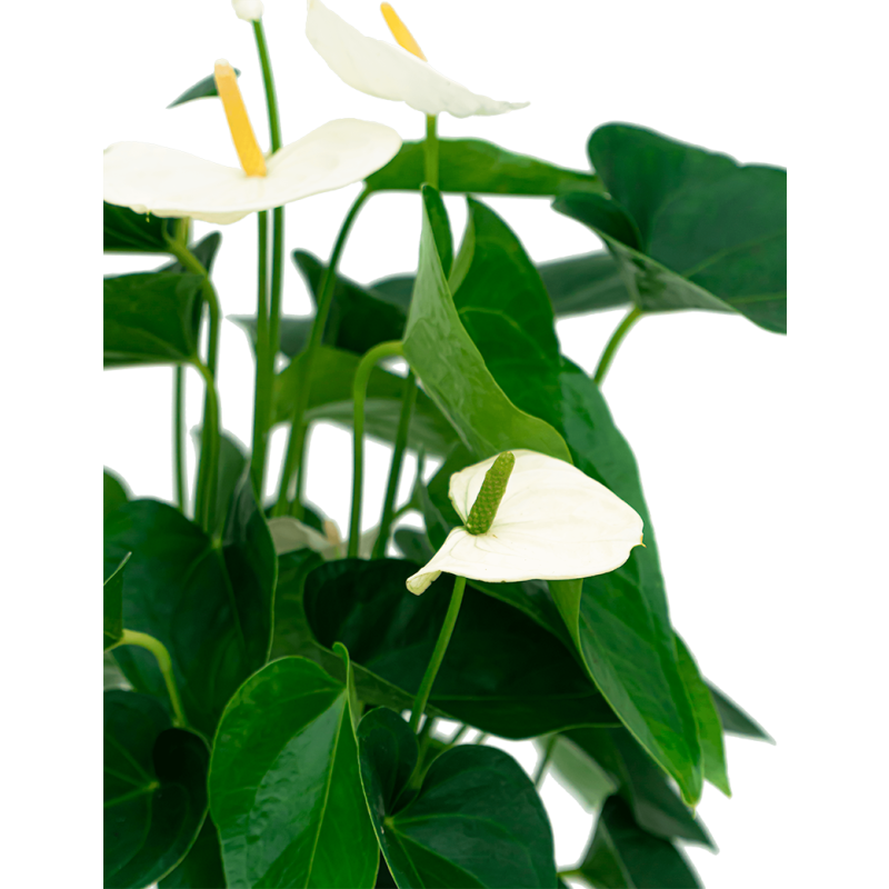 Anthurium wit in watergevende Rondo zwart