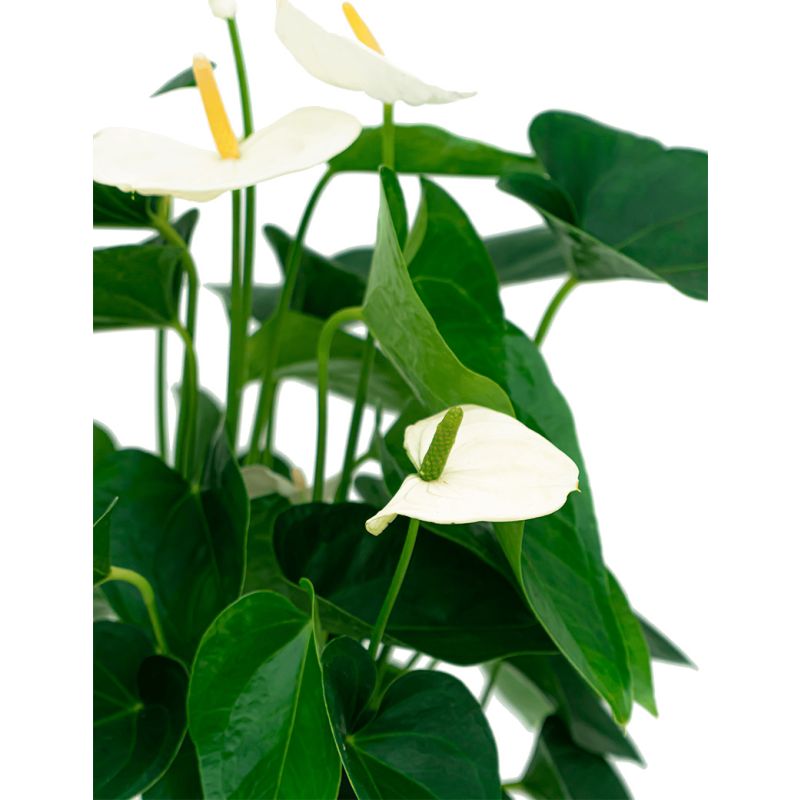 Anthurium Wit in Renzo Shiny Grey