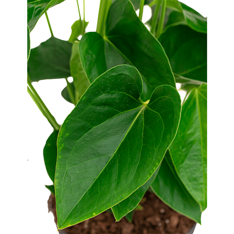 Anthurium wit in watergevende Rondo bruin