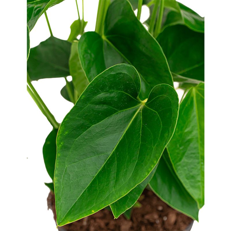 Anthurium wit in Elho Vibes geel