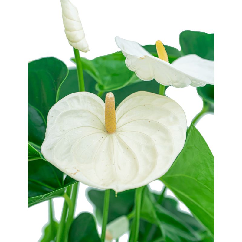 Anthurium wit in Elho Vibes blauw