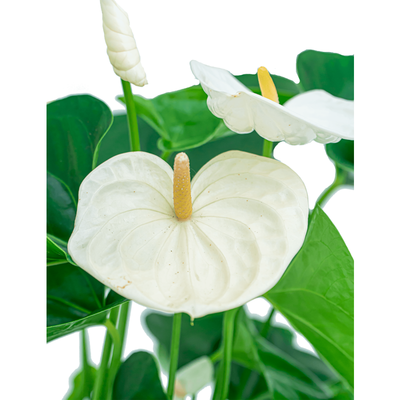 Anthurium wit in watergevende Classico taupe