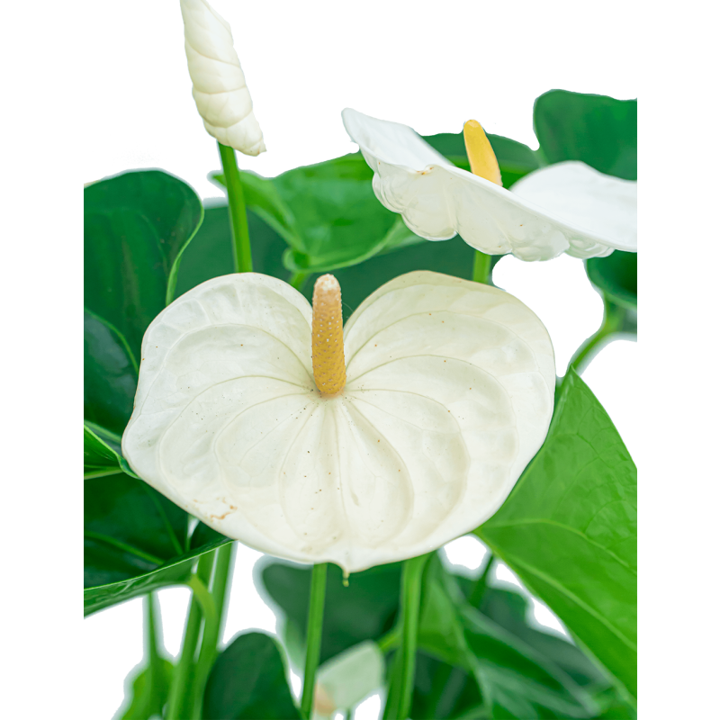 Anthurium wit in watergevende Rondo bruin