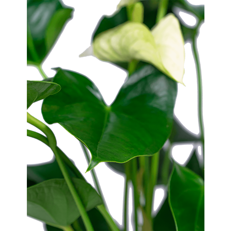 Anthurium wit in vaas small