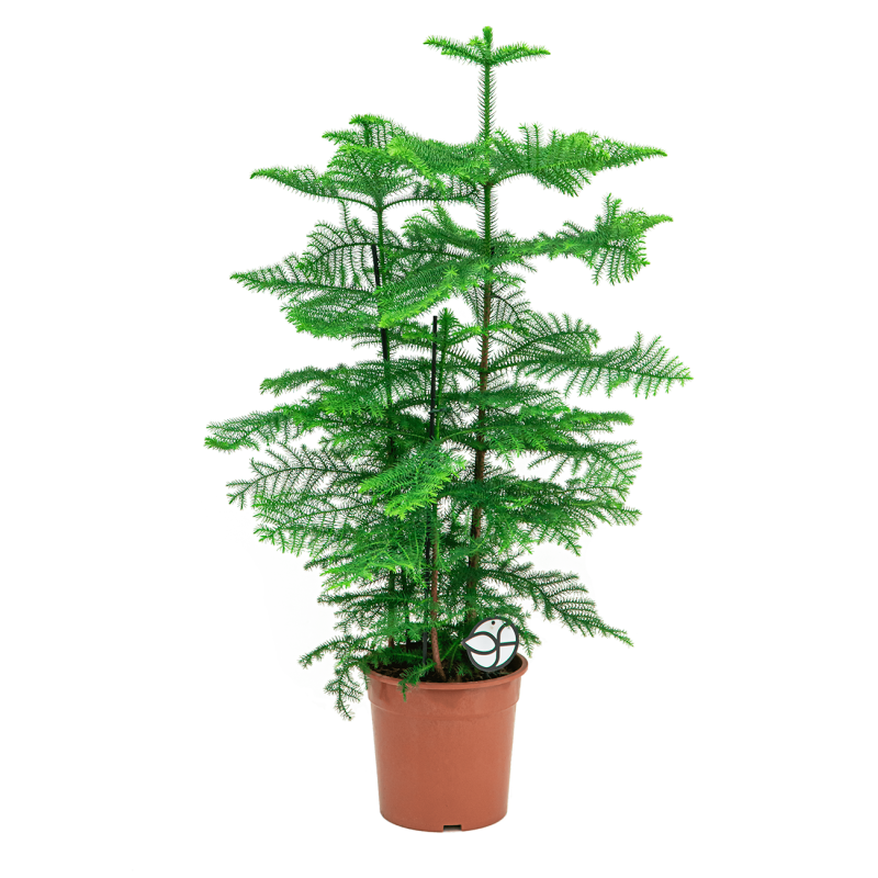 Araucaria heterophylla