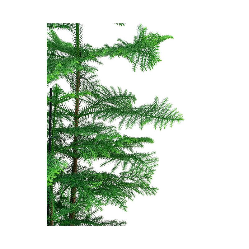 Araucaria heterophylla in Vibes blauw