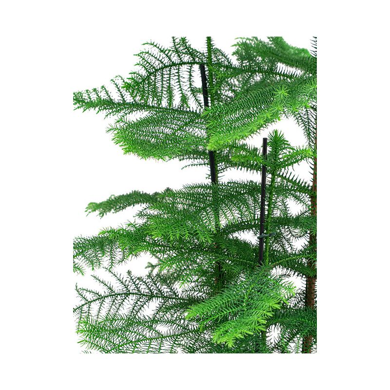 Araucaria heterophylla in Metal Gold