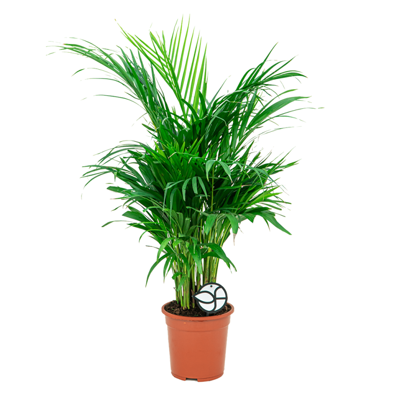 Areca Lutescens S