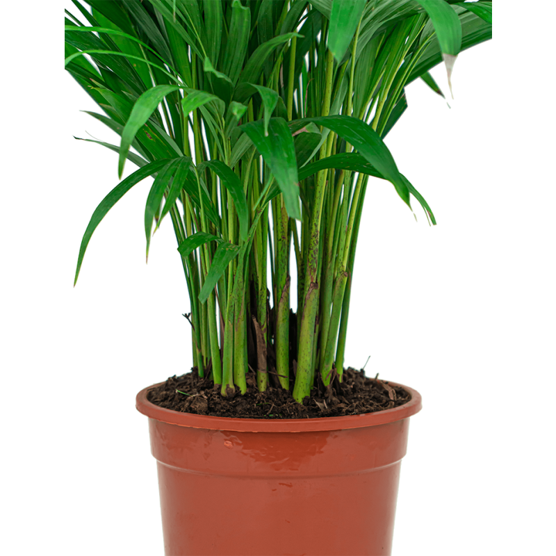 Areca Lutescens S