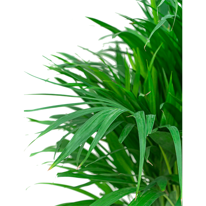 Areca Lutescens S