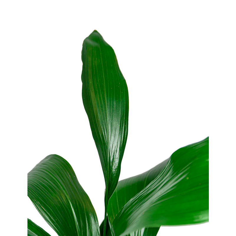 Aspidistra Himalaya