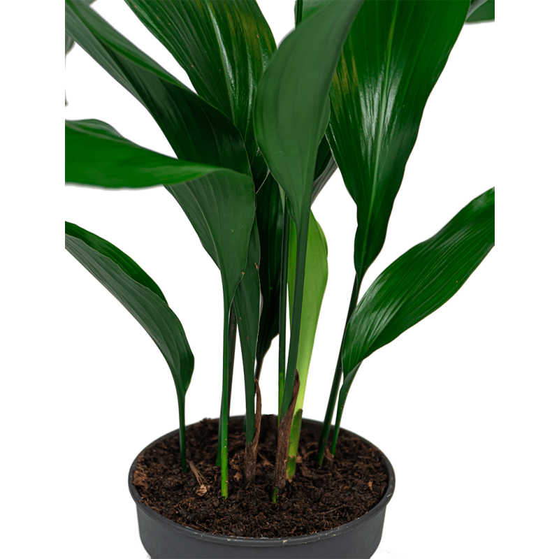 Aspidistra Himalaya