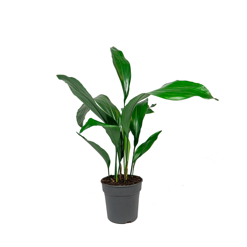 Aspidistra Himalaya