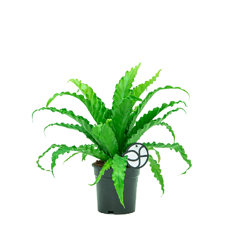 Asplenium osaka