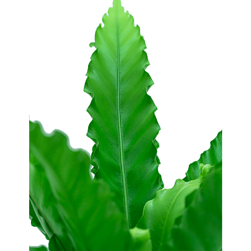 Asplenium Osaka