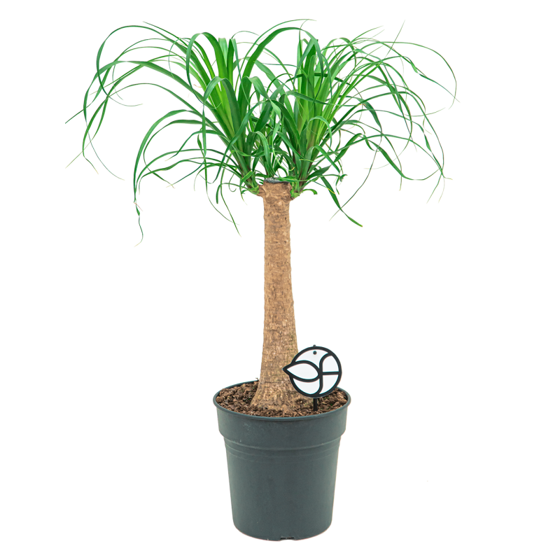 Beaucarnea recurvata