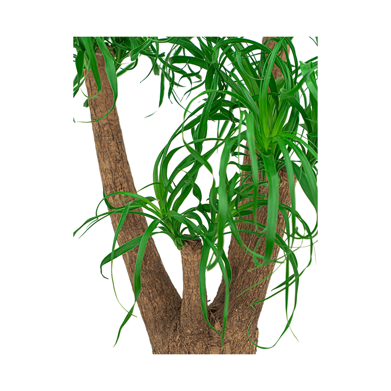 Beaucarnea in watergevende Cubico wit