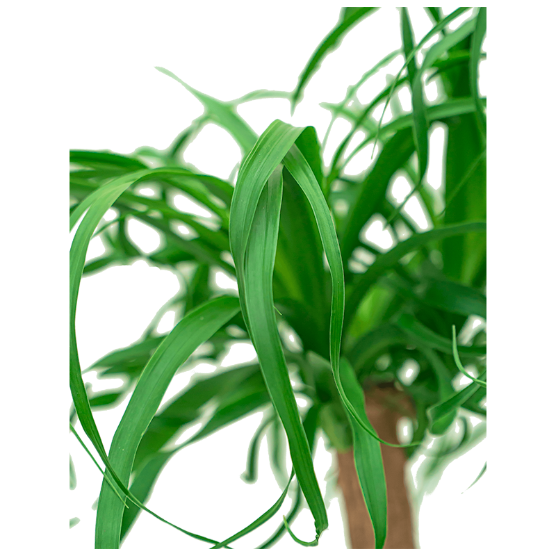 Beaucarnea in watergevende Cubico wit