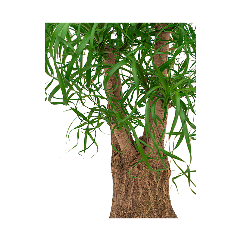 Beaucarnea recurvata vertakt 