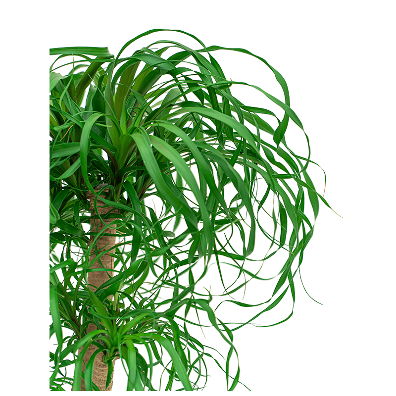 Beaucarnea recurvata vertakt 