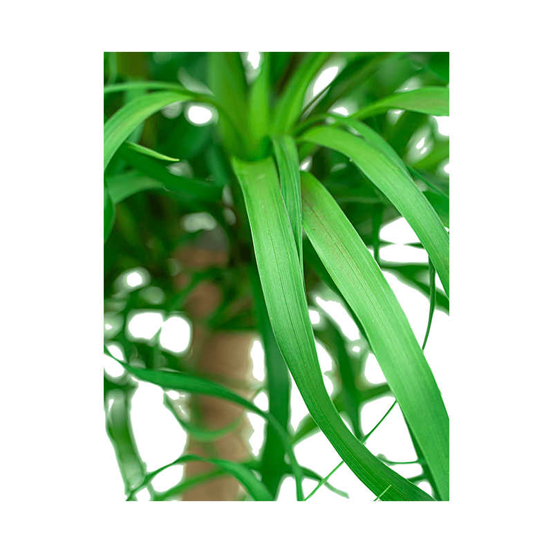 Beaucarnea recurvata vertakt 