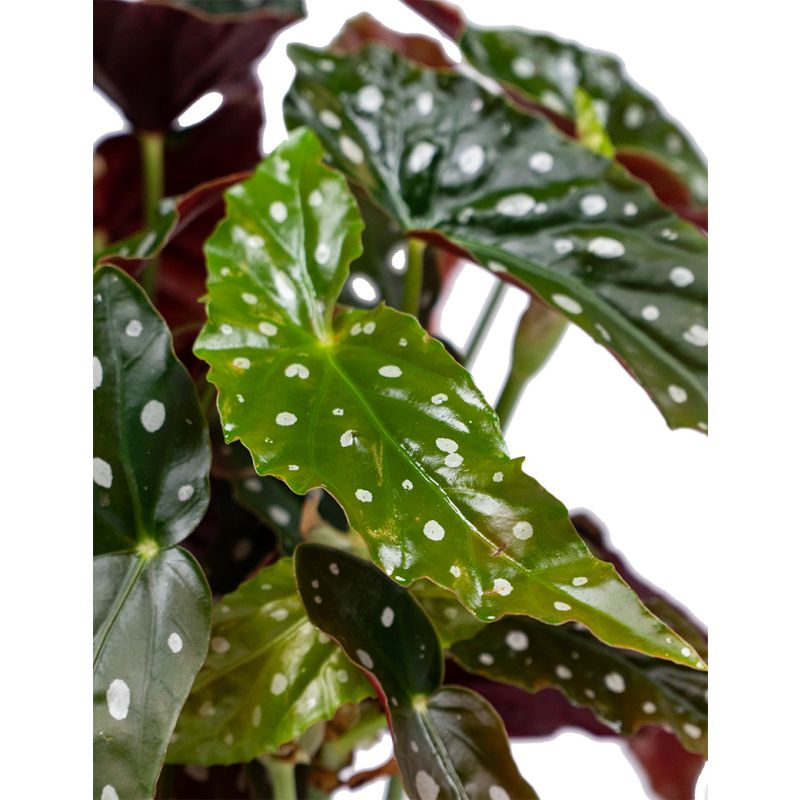 Begonia maculata in Kokodama