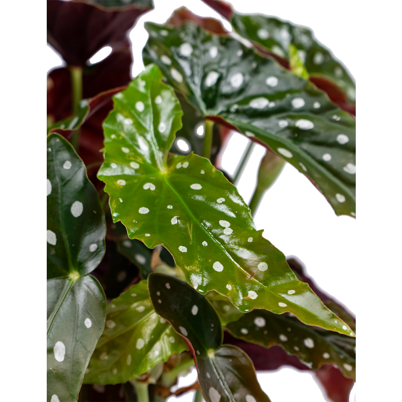 Begonia maculata