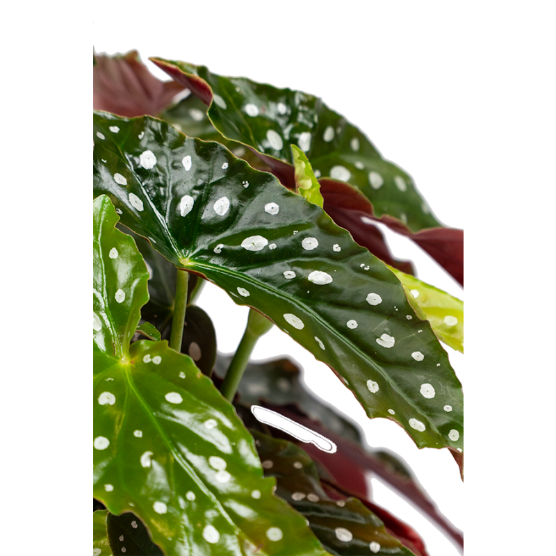 Begonia maculata