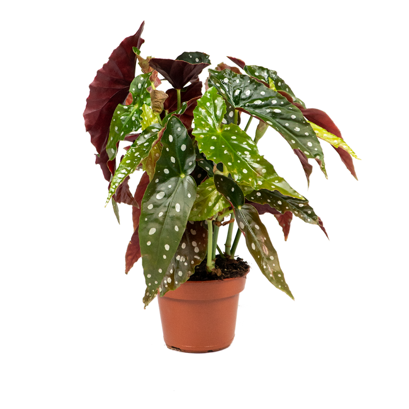 Begonia maculata