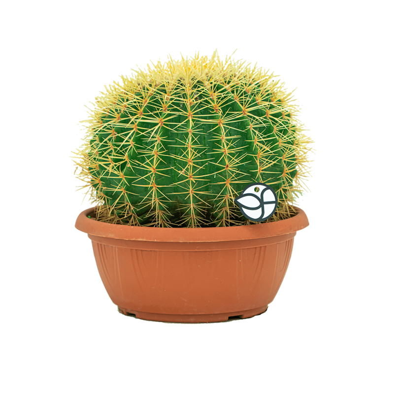 Echinocactus grusonii